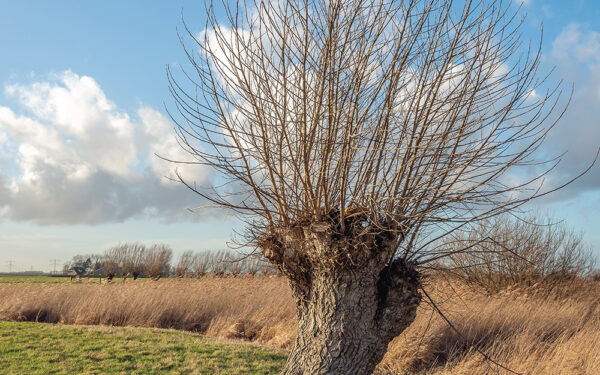 Pollard,Willow,Tree,With,Leafless,Branches,At,The,Edge,Of