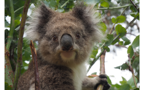 Koala Australie natuurdaily
