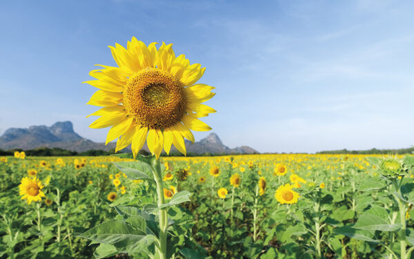 Sunflower,With,Beautiful,Sky
