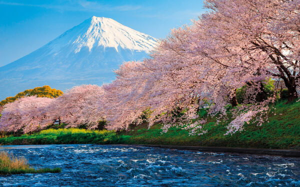 Cherry,Blossoms,Or,Sakura,And,Mountain,Fuji,At,The,River