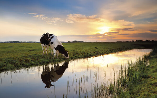 Two,Cows,On,Pasture,By,River,At,Sunset