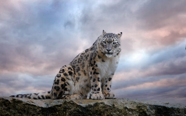 Snow,Leopard,With,Long,Taill,,Sitting,In,Nature,Stone,Rocky