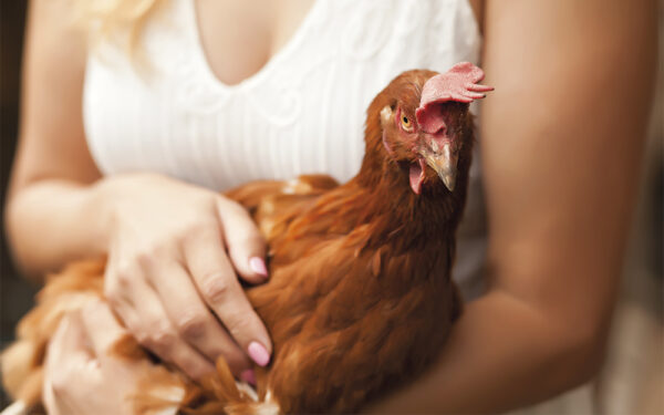 Woman,Holding,A,Chicken,In,A,Chicken,House.,Farm,Animals