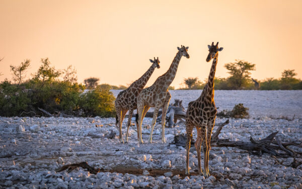 Giraffen Angola daily