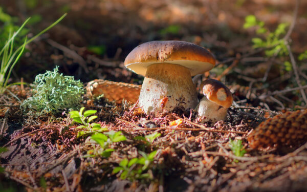 Lovely,Pair,Of,Fresh,Edible,Mushrooms,In,Coniferous,Forest.,Young