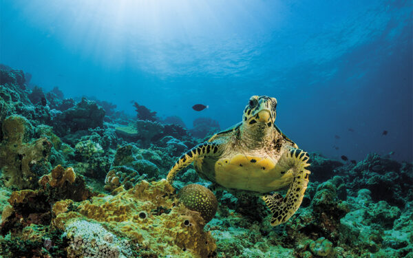 Loggerhead,Turtle,Swimming,Over,A,Coral,Reef,With,Sun,Rays