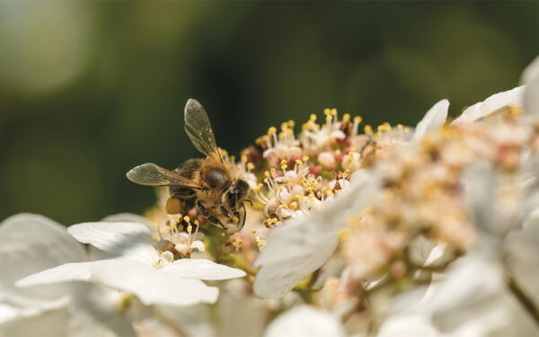 European,Honey,Bee,On,Viburnum,Flower