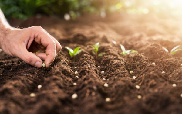 Farmer’s,Hand,Planting,Seeds,In,Soil,In,Rows