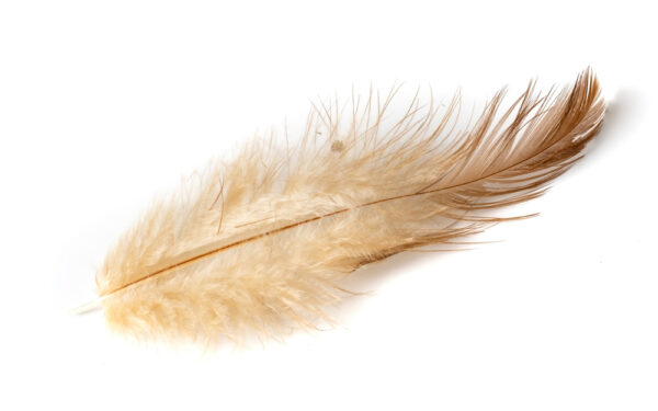 Brown,Feather,Of,A,Hen,On,A,White,Background