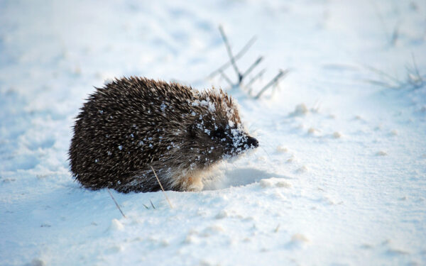 Hedgehog,Walking,In,Snow,In,Winter,Season