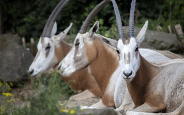 Scimitar,Horned,Oryx
