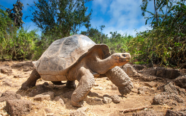 Ivory,Turtle.,The,Galapagos,Tortoise.,The,Galapagos,Islands.,Ecuador.