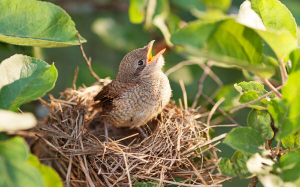 Hungry,And,Abandoned,Baby,Bird,Waiting,For,Its,Mother,In