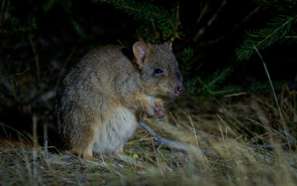 Woylie,Or,Brush-tailed,Bettong,-,Bettongia,Penicillata,Small,Critically,Endangered