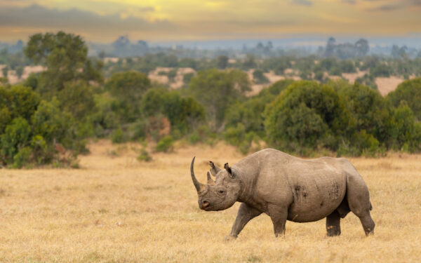 Black,Rhino,Male,,Diceros,Bicornis,,Ol,Pejeta,Conservancy,,Kenya,,East