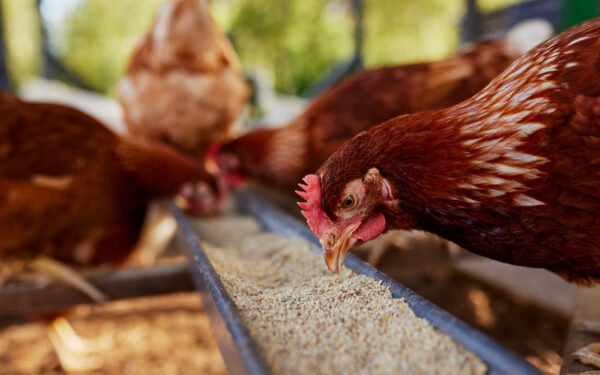 Chicken,Eats,Feed,And,Grain,At,Eco,Chicken,Farm,,Free