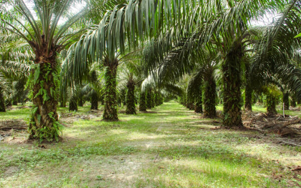 Oil,Palm,Plantations,,Neatly,Arranged,Oil,Palm,Trees,,Grow,Abundantly