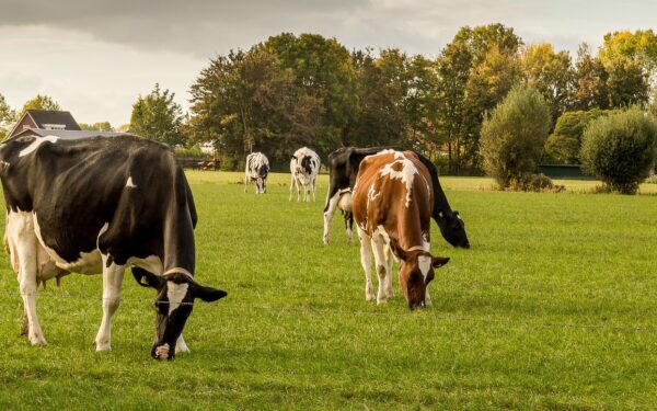 cows-5381601_1280